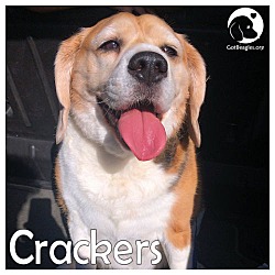 Thumbnail photo of Crackers #1