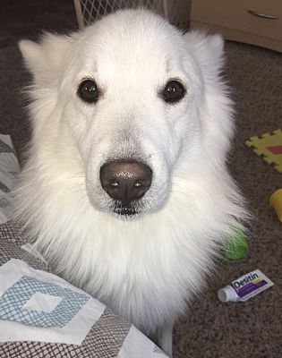 West Palm Beach Fl Samoyed Meet Bones A Dog For Adoption Neuter I M Required To Be Neutered Within 30 Days Of My Adoption