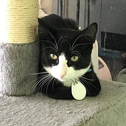 Thumbnail photo of Tuxie #2