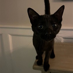 Thumbnail photo of COMET (BONDED WITH MOON) #2