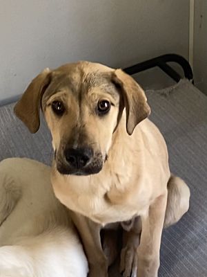 Richfield, MN - Great Pyrenees/Alaskan Malamute. Meet Puma a Pet for