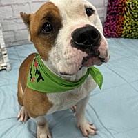 adopt a pet