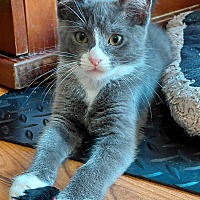 adopt a pet