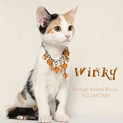 Thumbnail photo of WINKY #1