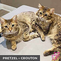 Thumbnail photo of Crouton (bonded with Pretzel) #4