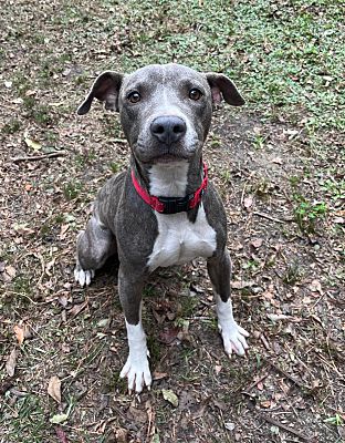 North Myrtle Beach, SC - Pit Bull Terrier. Meet Grimm a Pet for ...