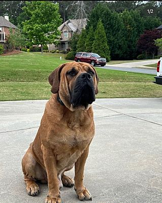 Lawrenceville, Ga - Mastiff Bullmastiff. Meet Mufasa A Pet For Adoption 