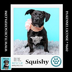 Thumbnail photo of Squishy (Caryn's Monsters Inc Pups) 012724 #1
