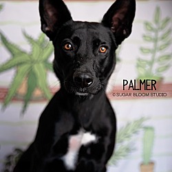 Photo of Palmer