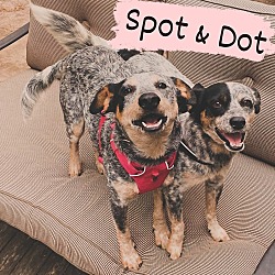 Thumbnail photo of Dot #4