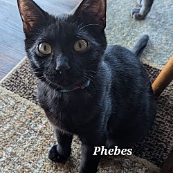 Thumbnail photo of Phebes #1