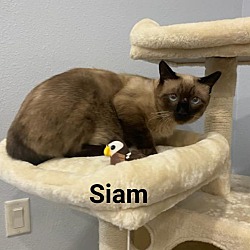 Thumbnail photo of SIAM #1