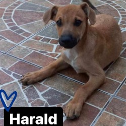 Thumbnail photo of Harald #1