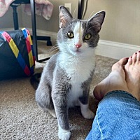 adopt a pet