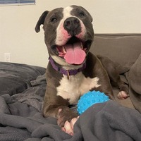 adopt a pet