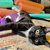 adopt a pet
