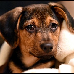 Internet Miniature Pinscher Service Inc Northern Ca