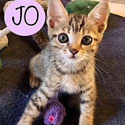 Photo of Jo (Adoption Pending)