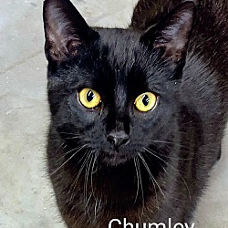 Photo of Chumbley