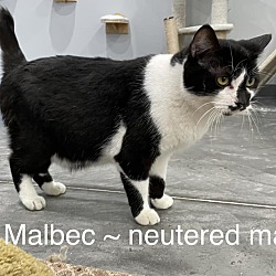 Photo of Malbec