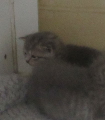 Photo of Gardenia Kitten 3