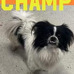 Thumbnail photo of ‼️Champ/ADOPTED‼️ #1