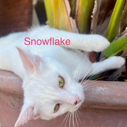 Thumbnail photo of Snowflake #3