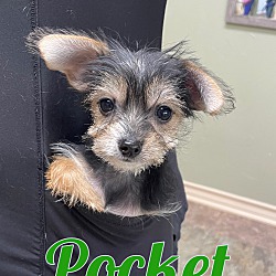 Photo of Pocket