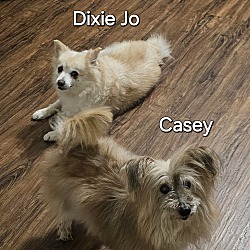 Thumbnail photo of Dixie Jo #3