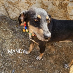 Thumbnail photo of Mandy #4