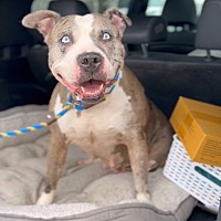 adopt a pet