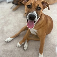 adopt a pet