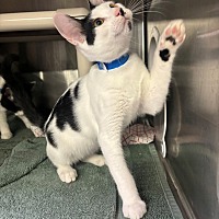 adopt a pet