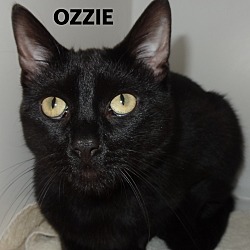 Thumbnail photo of Ozzie #1