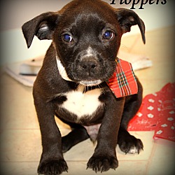 Thumbnail photo of Floppers~adopted! #1