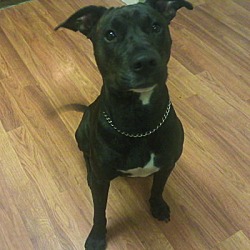 Photo of Mocha *Adopted!*