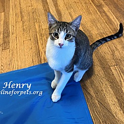 Thumbnail photo of Adopt Young HENRY #4