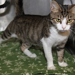 Photo of Jinx (Spayed/Combo Tested)