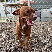 adopt a pet