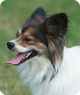 sheltie papillon