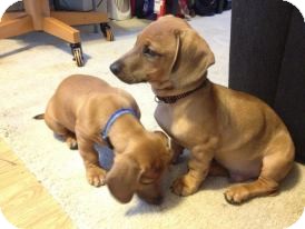 pitbull dachshund puppies for sale