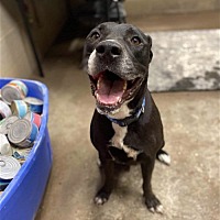 adopt a pet