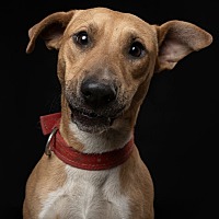 adopt a pet