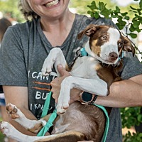 adopt a pet