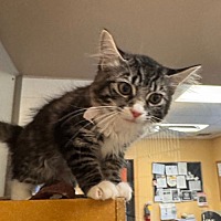 adopt a pet
