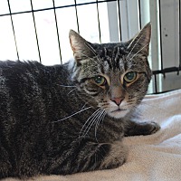 adopt-pet