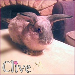 Thumbnail photo of Clive #2
