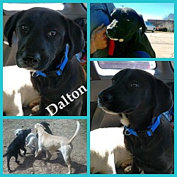 Thumbnail photo of Dalton (adoption pending) #3