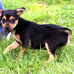 Thumbnail photo of Pistol~adopted! #4