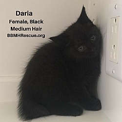 Thumbnail photo of Daria #1